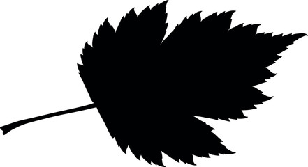 Silhouette of a Leaf: Detailed Botanical Illustration.