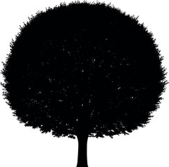 Silhouette of a Lush Round Tree with a Thick Trunk.