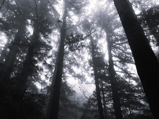 Monochrome, low-angle view looking up at tall silhouetted trees in a dense, foggy forest, with bright light filtering through the mist, creating a mysterious, atmospheric, and ethereal mood.

