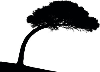 Silhouette of a wind-swept tree with a curved trunk and dense foliage.
