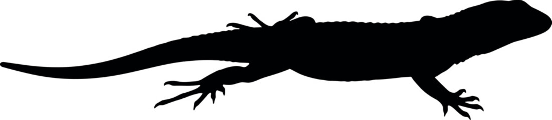 Silhouette of a lizard in black color on a white background.