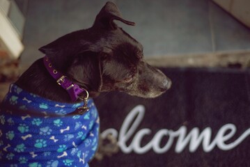 Perro negro en plano cenital sobre tapete de puerta de bienvenida