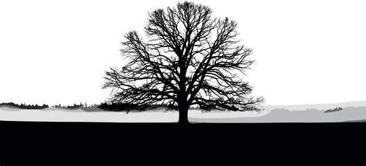 Silhouette of a bare tree against a bright sky.