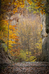 Obraz premium amazing autumn landscape with colorful trees