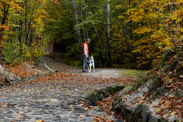 happy white dog with owner in autumn forest