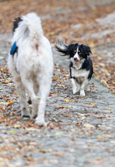Obraz premium dogs playing outdoors in autumn forest