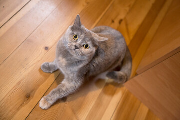Portrait of a British Shorthair cat looking up.