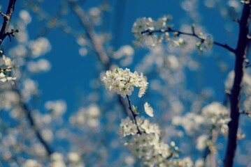 &Aacute;rbol de ciruelo florecido con flores blancas con fondo de cielo azul