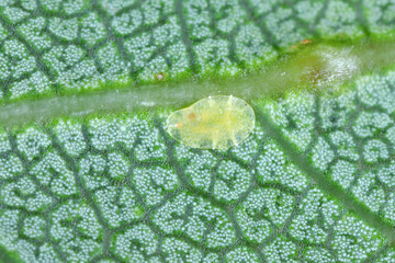 Coccidae, family of scale insects commonly known as soft scales, wax scales or tortoise scales. A flat female on an apricot leaf in an orchard.