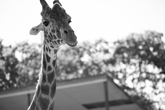 Qizlar jerking off xorozlar kompilyatsiya