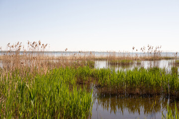 Scenic wetlands with reeds and blue sky overlooking calm lake