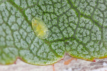 Coccidae, family of scale insects commonly known as soft scales, wax scales or tortoise scales. A flat female on an apricot leaf in an orchard.