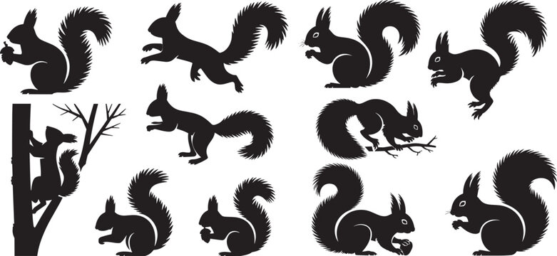 Squirrel silhouettes set, in various poses like walking, running, jumping, and sitting. vector illustrator