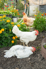 White and brown chickens in colorful garden with marigolds
