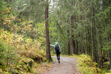 Fototapeta premium Female hiker exploring forest trail in autumn