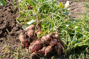 Sweet potato harvesting, harvesting in the garden.