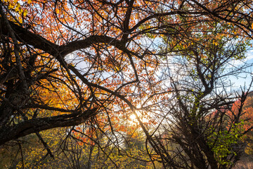 Autumn landscape in the mountains at sunset near Almaty, Kazakhstan.