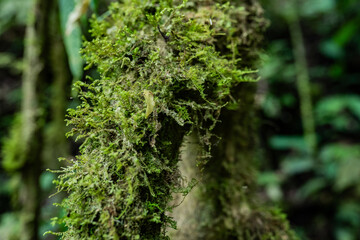 Musgo verde creciendo sobre tronco húmedo en el bosque tropical