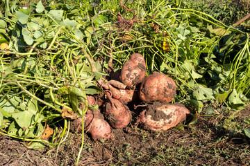 Sweet potato harvesting, harvesting in the garden.