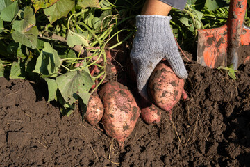 Sweet potato harvesting, harvesting in the garden.