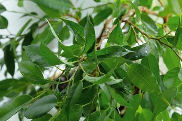 Foliage of Ficus benjamina background
