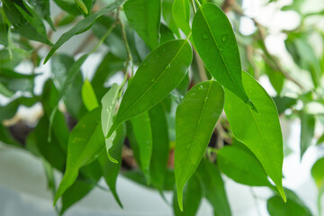Branch of Ficus benjamina closeup.