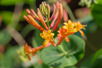 Delicate creeper flower of Honeysuckle (Lonicera), picturesque plant for decorative gardening, close up.
