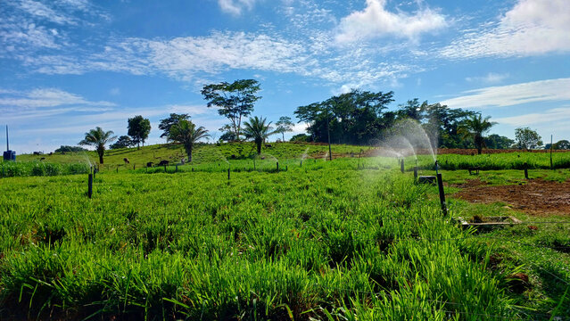 Green pasture on a sunny day with irrigation turned on to water the pasture