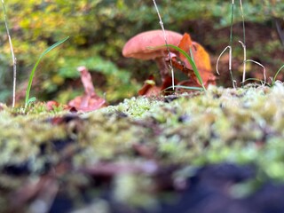 Roter Pilz im herbstlichen Wald Boden 