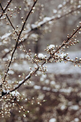 The branches of a tree blooming in spring are covered with snow.