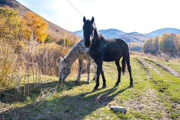Wild horses grazing in the mountains. A mountain landscape with wild horses on a mountain pasture against the backdrop of a yellow autumn forest and high mountains.