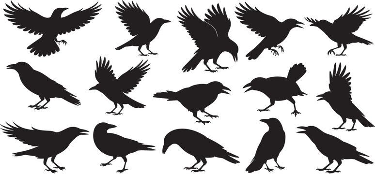 Crow silhouette vector set, crow and raven silhouette set flying and standing birds vector illustrator