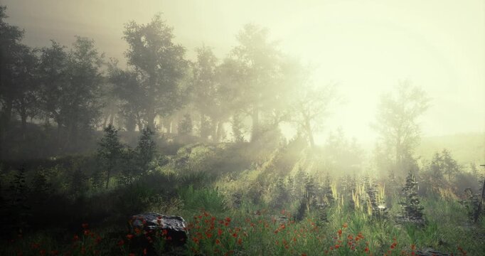 Sunlight filters through a thick layer of mist, creating a serene atmosphere in the forest. Soft green grass and vibrant flowers complement the natural beauty of the woodland.