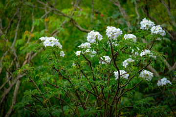 white flowers in the rain forest