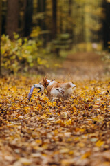 Playfull Corgi dog playing fetch in autumn forest, jumping into leaves to catch purple puller toy