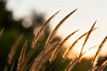 Fototapeta premium Golden grass sways gently in the breeze during sunset, creating a serene atmosphere.