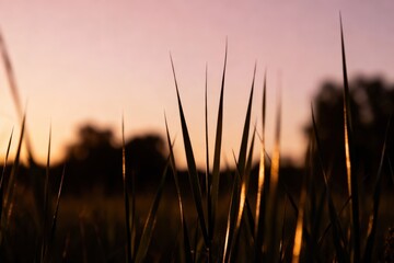Obraz premium Tall grass glistening in the sunset light against a soft, blurred background.