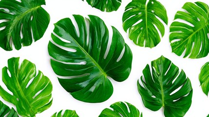 Bunch of green leaves with a white background. The leaves are large and have a lot of detail