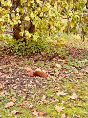 Eichh&ouml;rnchen im Herbst Laub am Baum 