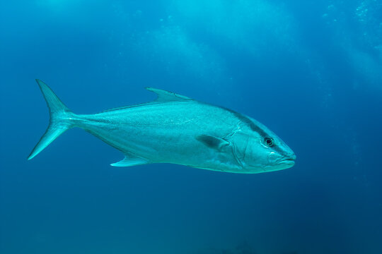 Caranx ignobilis giant trevally swimming in blue ocean, Galapagos, marine predator fish underwater