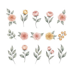 Beautiful watercolor floral elements and delicate rose sprigs for elegant design projects isolated on transparent background