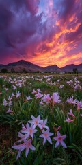 Obraz premium Lillies In Field. Watsonia Lillies in a South African Landscape with Flaming Sunset
