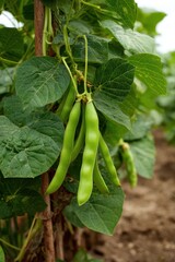 Lima Bean Plant - Agricultural Botanical Climb in Country Setting