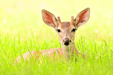 deer in the grass
