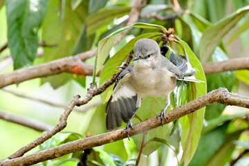 Mockingbird on a branch