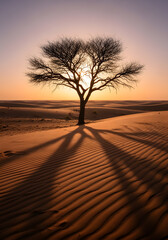 Solitary Desert Tree Casting Long Shadow
