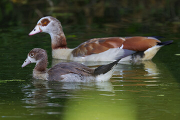 alopochen aegyptiaca, egyptian geese, beak, birds, eye, animals, egyptian goose, park, pond, beautiful, wildlife, flying, closeup, natural, wings, feathers, background, outdoor, plumage, nature, goose