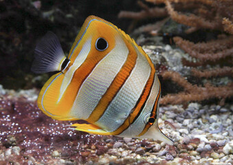 Kupferstreifen-Pinzettfisch (Chelmon rostratus) Falterfisch, Meeresbewohner 