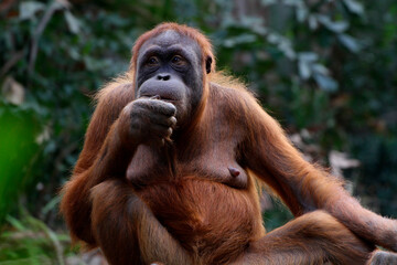 Orang-Utans (Pongo) Primat, sitzt im Regenwald