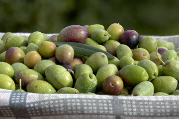 Close-up of a basket full of green olives just picked from the tree. Natural light and soft focus background, concept of agriculture and harvest.